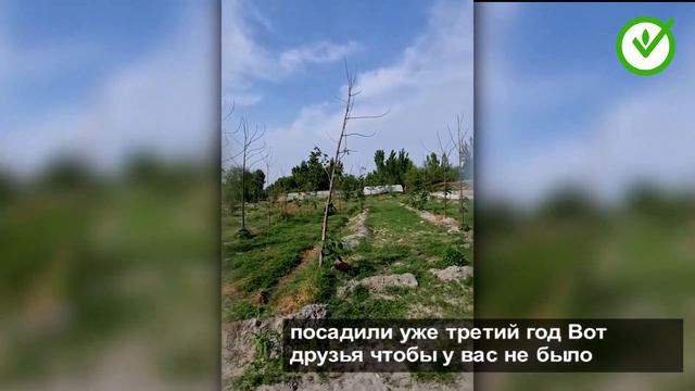 Павловниялар ҳақида фойдали маълумот