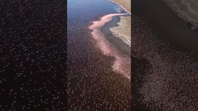 Вид сверху на несколько миллионов фламинго в соленом озере Богория в Кении.
