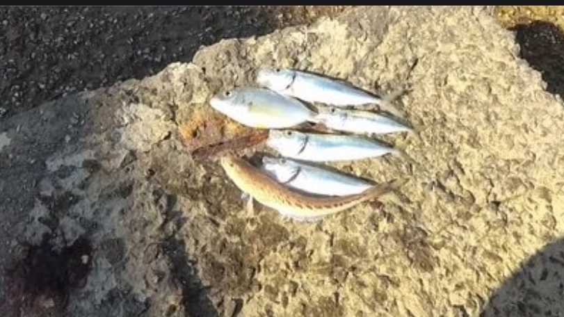 Морская рыбалка. Рокфишинг. Пилькеры и силикон.