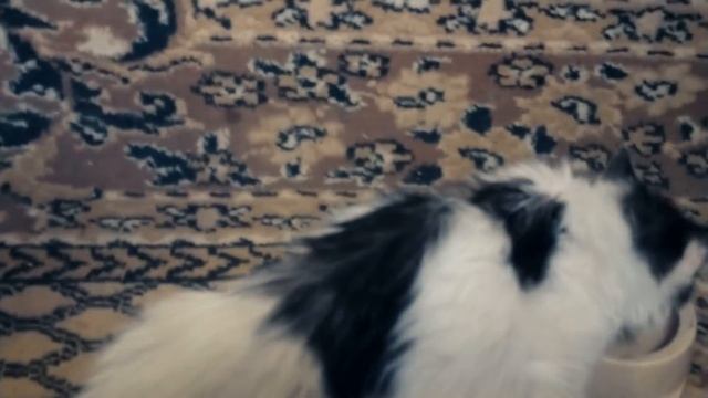 БАБУСЯ ПРИЕХАЛА!!!【КОТОНОВОСТИ! 18.06.20】