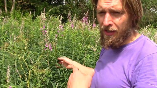 Иван-чай. Как собирать и заготавливать иван чай чтобы он наполнял вас здоровьем целый год. О иванча