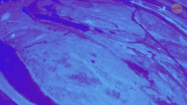 как видят животные