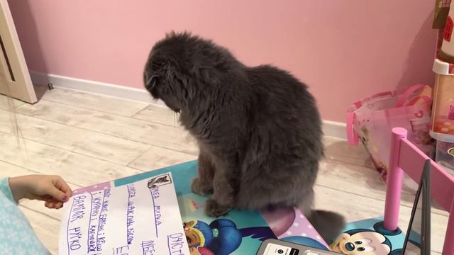 КОШКА МУРКА ПОЛУЧИЛА ПАСПОРТ!