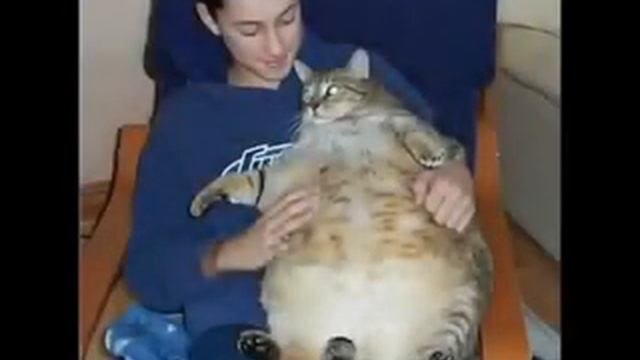 Смешная песенка про кота!