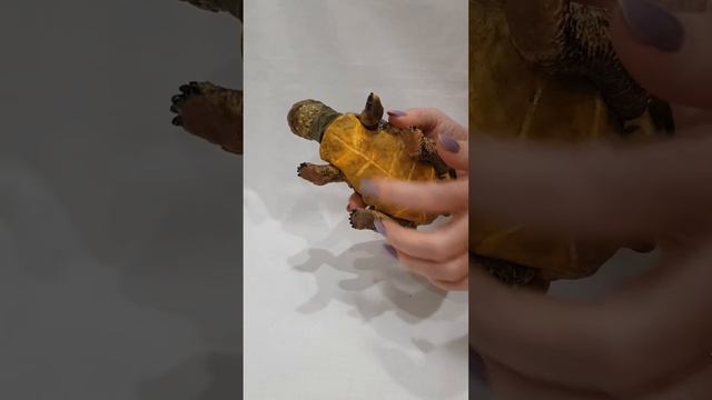 Реалистичная черепаха - realistic turtle