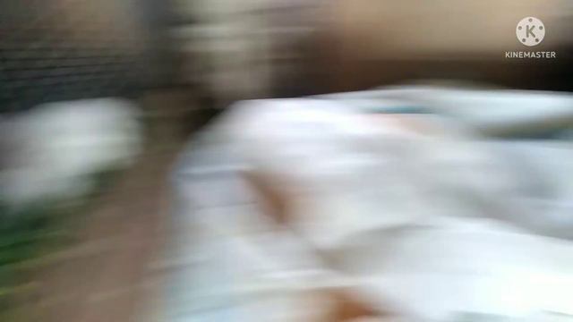 Чем кормлю кроликов ответ на вопрос.