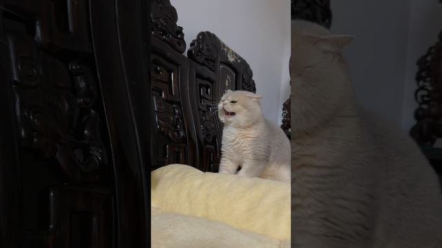 11-04-2024 сладкая парочка
