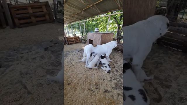 Щенки Алабая. Мама Азия пришла , молока принесла)))