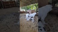 Щенки Алабая. Мама Азия пришла , молока принесла)))