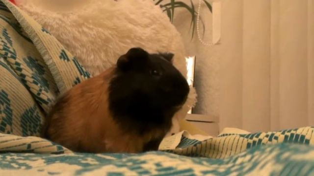 Guinea pig is yawning (Морская свинка Семыч зевает)