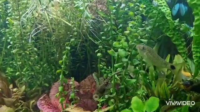 Мой аквариум год без подмены воды