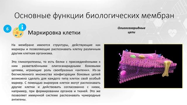 Тема 1. Возбудимые ткани. Вопрос 2.