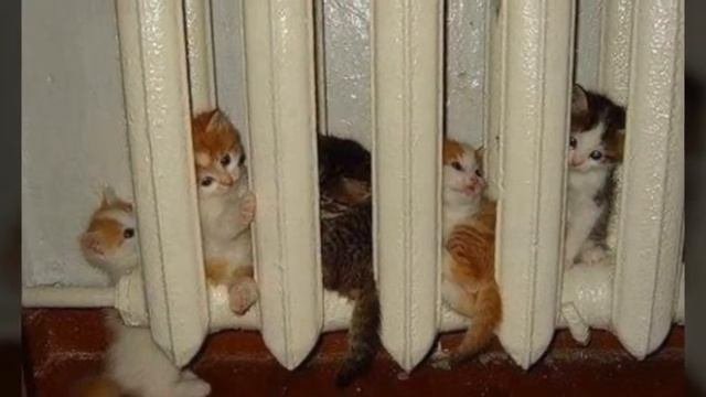 Кот и батарея / Кіт і батарея / The cat is sleeping on the battery / спящий кот