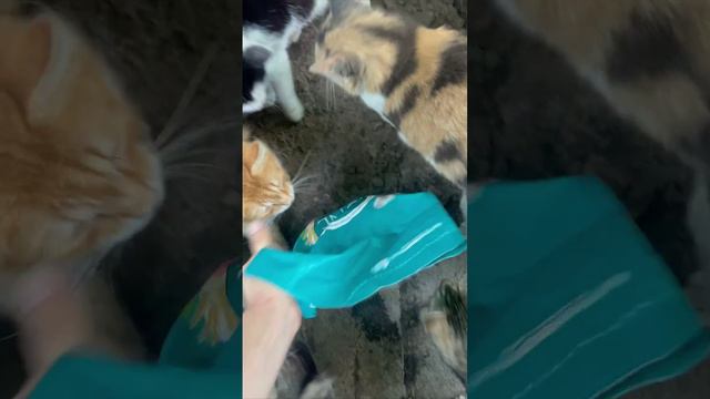 Котики хотят есть