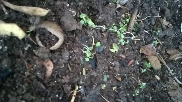 Картофельные очистки для черной смородины