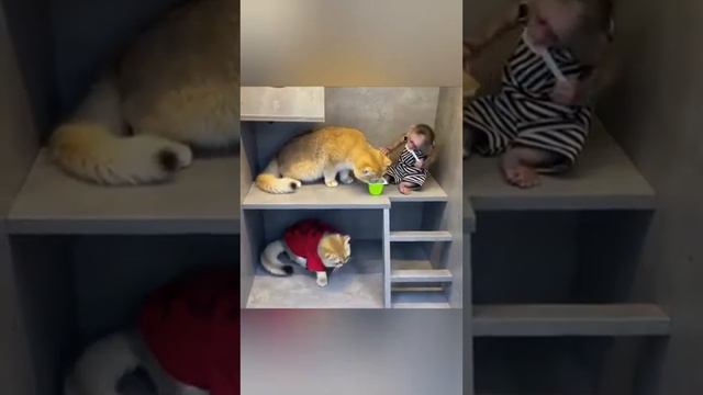 смешные и милые видео про животных