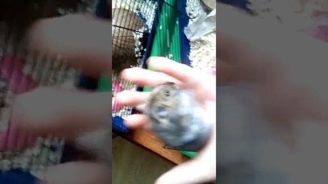 Знакомьтесь Стеша