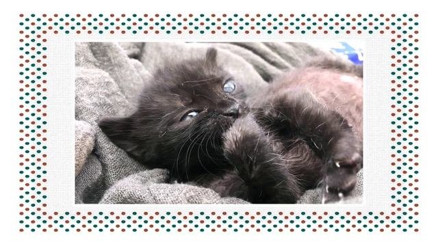 Детеныши домашних животных_Запоминаем легко