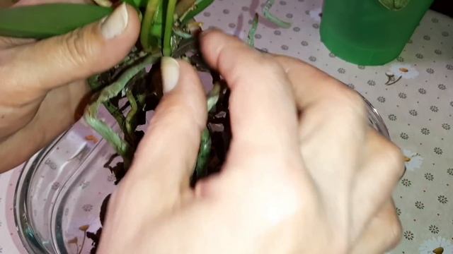 Три Новые Орхидеи "Мир Цветов и Орхидей" | Paph. "Mrs. White" | Aroma multifl. | Мини "бабочка"