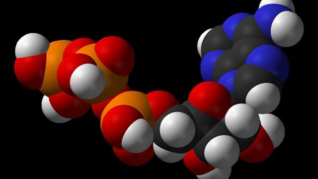 Biotin carboxyl carrier protein | Wikipedia audio article