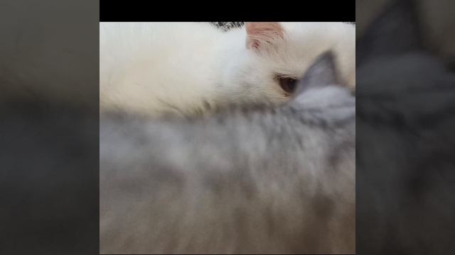 Коты экзоты.mp4