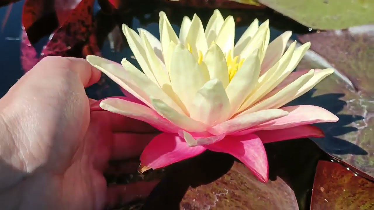 Кувшинка Greg's Orange Beauty