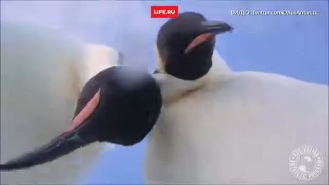 Пингвины сделали селфи!:)