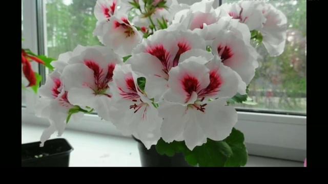 ЧУДО - УДОБРЕНИЕ ДЛЯ ГЕРАНИ