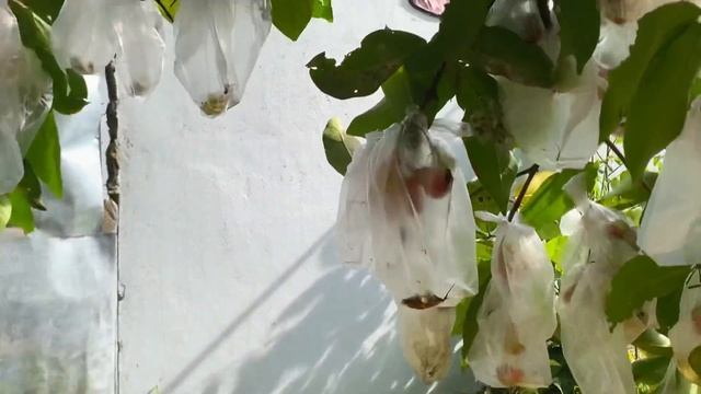 TOUR KEBUN BELAKANG RUMAH|| DENIS MATTHEW PART 1