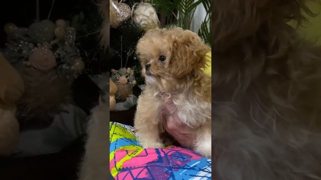 Микро Мальтипу Корейский тип Sally tiny maltipoo