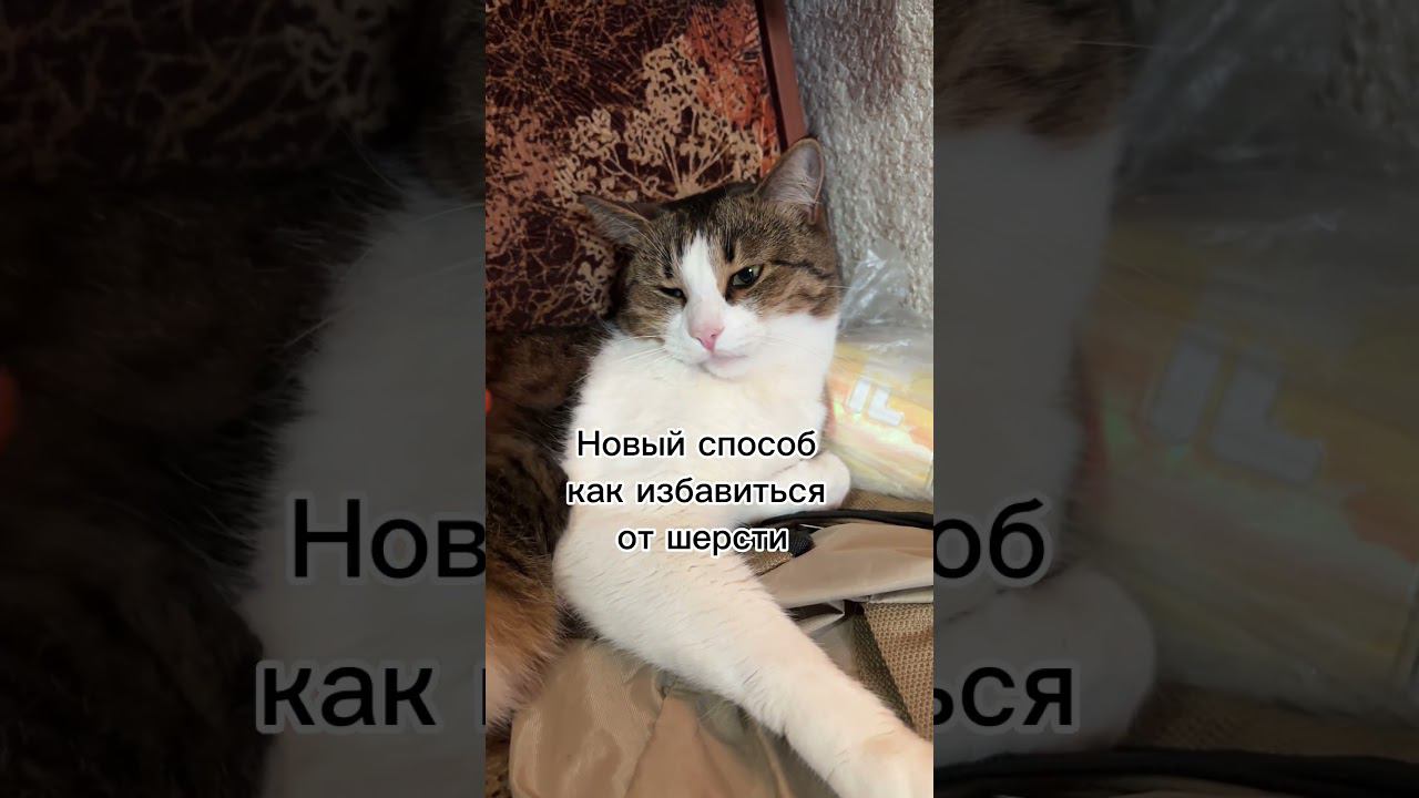 Нашла замену расчески #мем #cat #котики #animal #кот #юмор