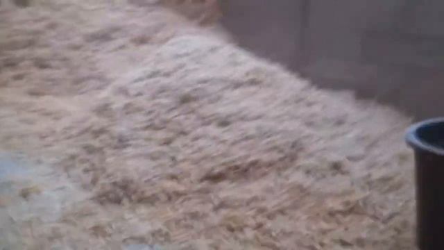 какаво это под опилками
