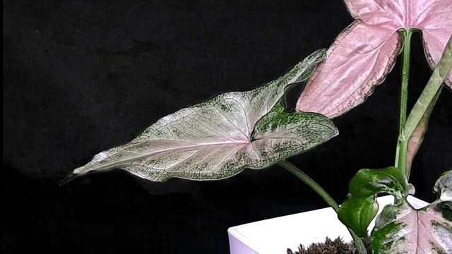 CARA MERAWAT SYNGONIUM PINK & KLASIFIKASINYA||SYNGONIUM