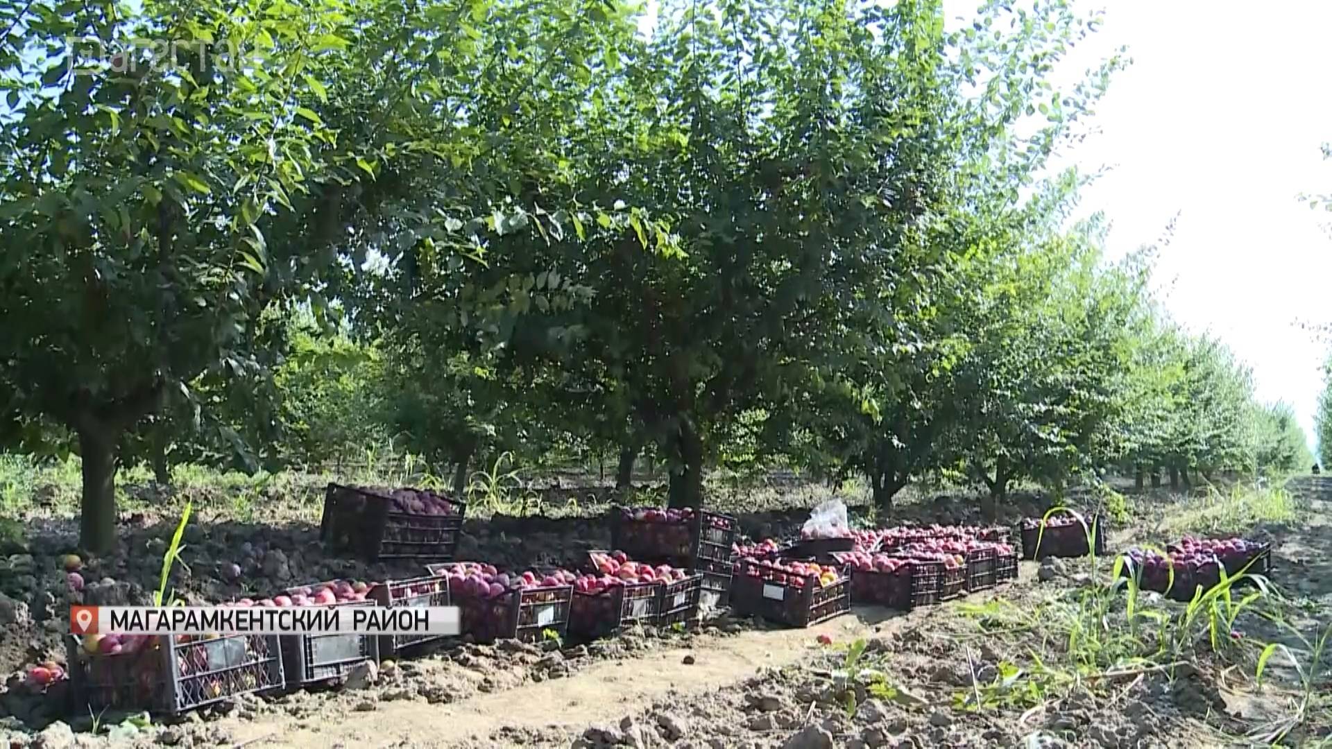В Южном Дагестане собирают урожай сливы
