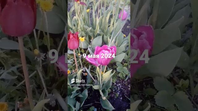 цветы 09.05.2024