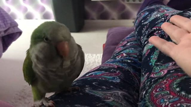 Попугай Калита ,Квакер,Монах по имени Гуччи !