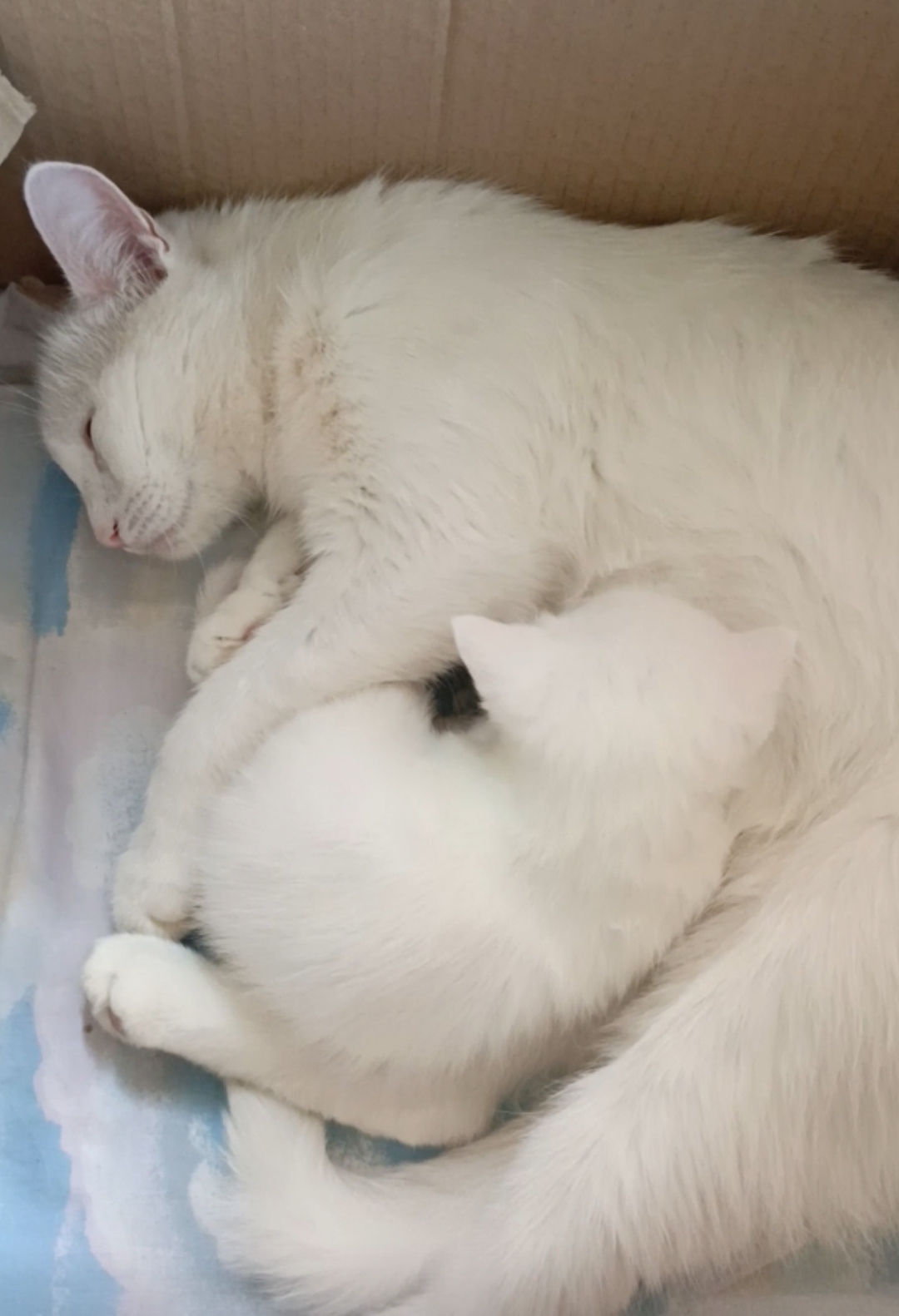 У белой кошки , беленький котёнок,
Он очень мал, едва открыл глаза,