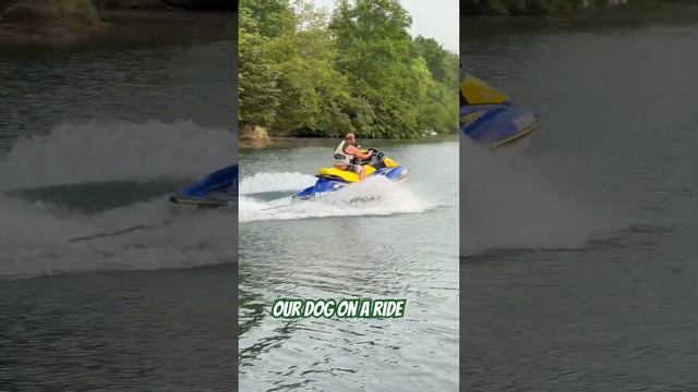 #dog #waverunner #laketime #outdoor