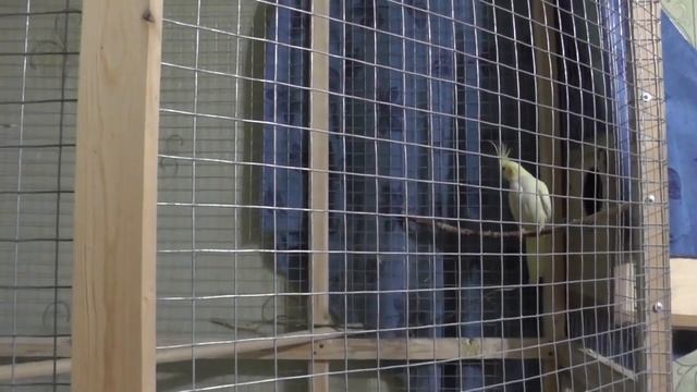 62 Разведение попугаев Две пары 14.06.17 ПЕРЕРЫВ на канале Предварительные итоги