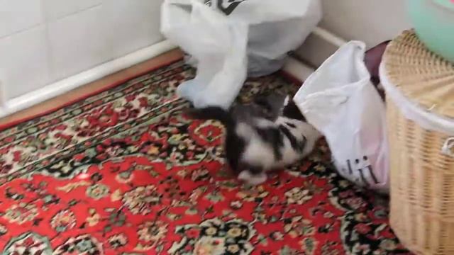 котёнок Вася играет на ковре, отлынивает от стирки
