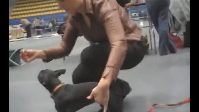 Бостон Терьер