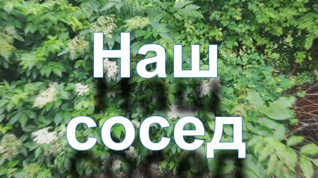 Наш сосед- Э. Пьеха- cover от С. Трандафилова