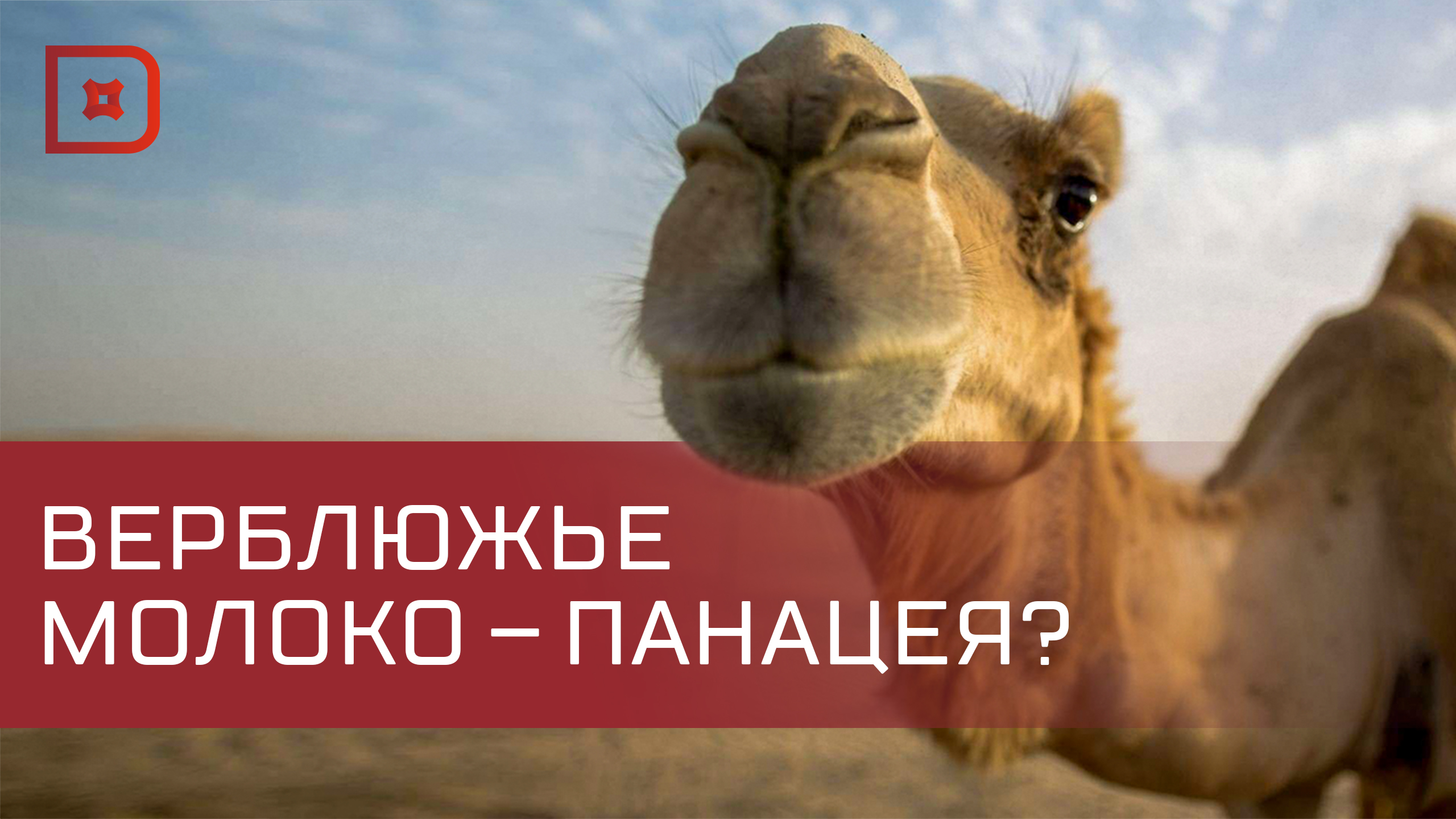В Хасавюртовском районе открыта ферма по разведению верблюдов
