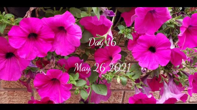 Purple Wave Petunia growing