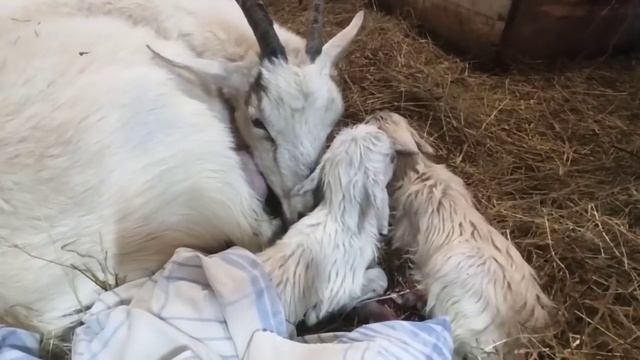 Коза Родила! За 10 минут ТРЁХ беленьких КОЗЛЯТ!