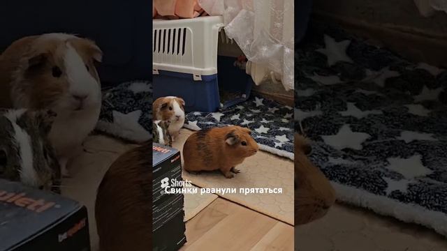 Свинки рванули прятаться #морскиесвинки #морскаясвинка  #guineapig