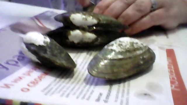 Раскрывает ракушки!!