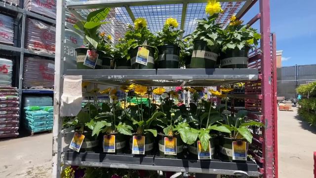 Lowes Garden Center Inventory May 2023/ Caladiums! Hostas on sale!