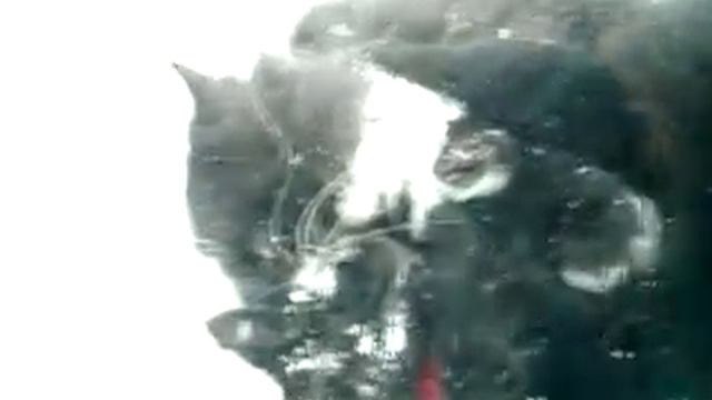 КОТЫ лежачих не бъют. УЖАСНОЕ ПОБОИЩЕ