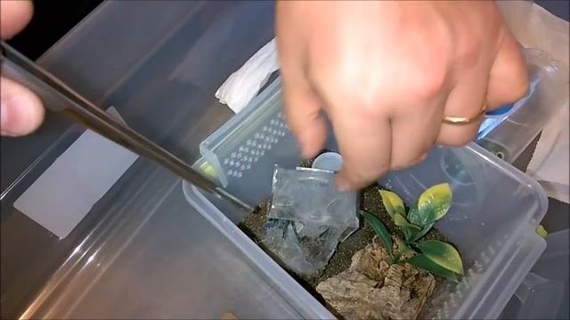 Dolichothele diamantinensis Brazilian Blue Dwarf Beauty